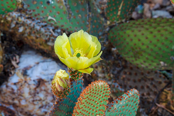 Yellow Prickly Pear Blossom, Wickenburg, Arizona Sonoran prickly pear cactus sports a delicate yellow springtime flower in the desert town of Wickenburg, Arizona.  sonoran desert cactus prickly pear cactus single flower stock pictures, royalty-free photos & images