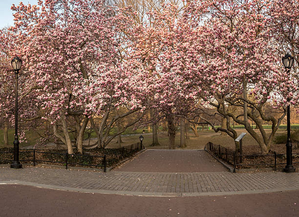 istock Central Park, New York City spring 531423384