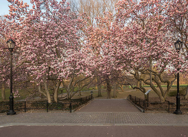 istock Central Park, New York City spring 531423534