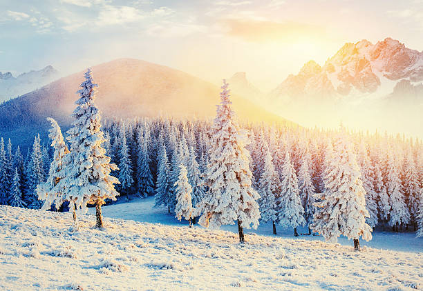 istock magical winter snow covered tree. Sunset in the Carpathians. 531423832