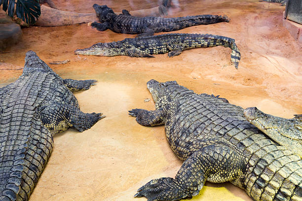 istock group of dangerous Nile crocodiles resting (Crocodylus niloticus 531424965