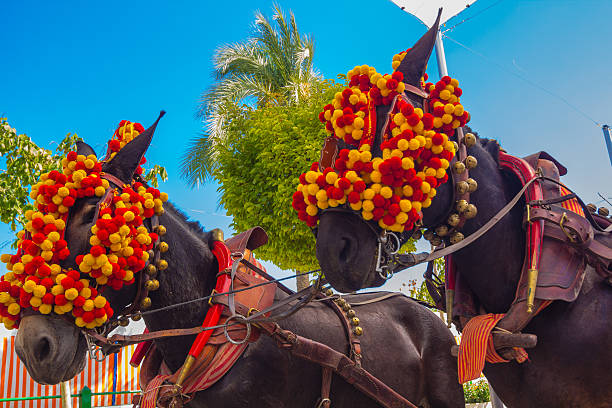 pretty horses с яркими украшениями участия в знаменитом - sherry стоковые фото и изображения