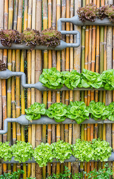 hydroponique jardin vertical - vertical garden photos et images de collection