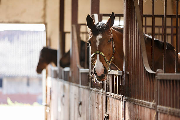 cavallo in un blocco - barn wood window farm foto e immagini stock