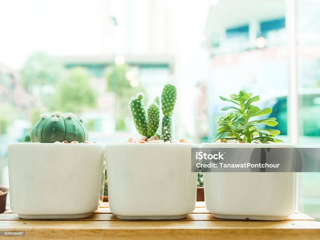 Adorable indoor cactus garden. Adorable indoor cactus garden in white pot. 2015 Stock Photo