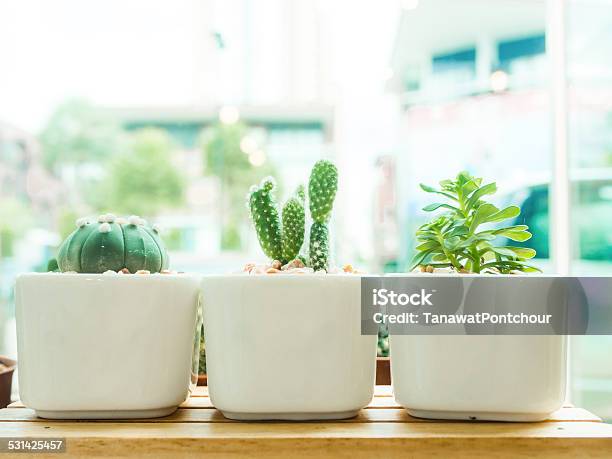 Adorable Indoor Cactus Garden Stock Photo - Download Image Now - 2015, Blue, Box - Container