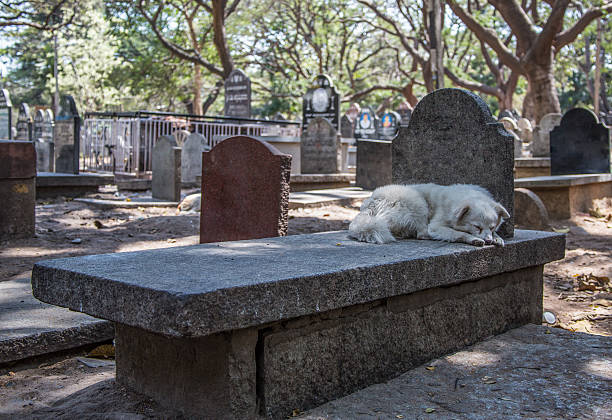 Bangalore, India - February 23, 2015: A dog sleeping on an unmarked grave during the hot midday in Bangalore, India.
