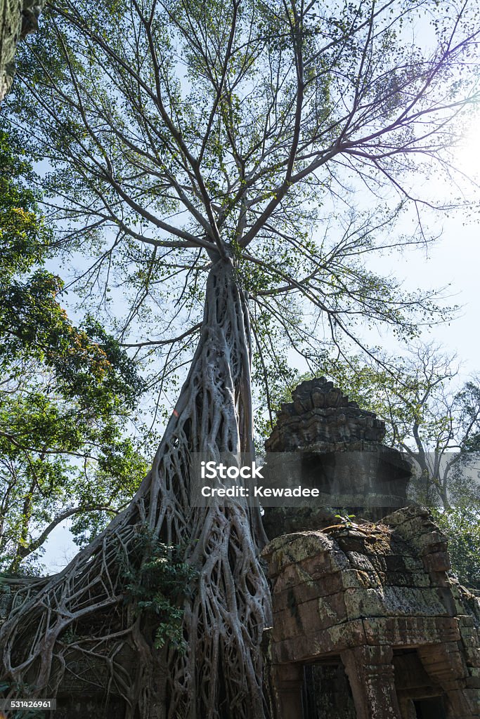 Ancient tree Ta phrom ancient tree and the ancient temple. 2015 Stock Photo