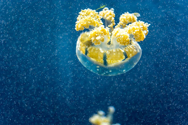 galaretka fish - white spotted jellyfish zdjęcia i obrazy z banku zdjęć