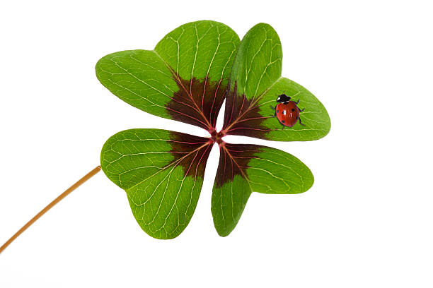 istock Four leaved clover and ladybird 531429239