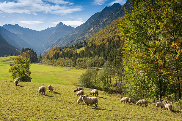 istock Flock of sheep in a mountain valley 531429367