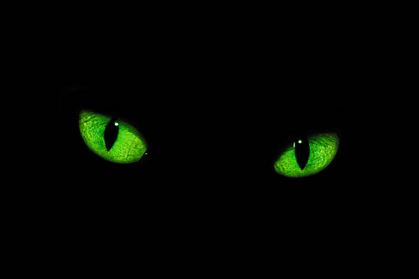 istock Cat's eyes in the dark 531429431