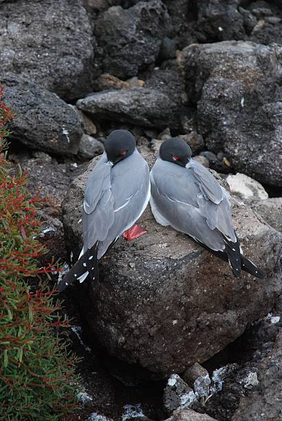 istock Swallow-tailed Gulls on Volcanic Rock 531429461