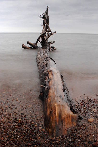 istock Driftwood in Lake Superior 531429745