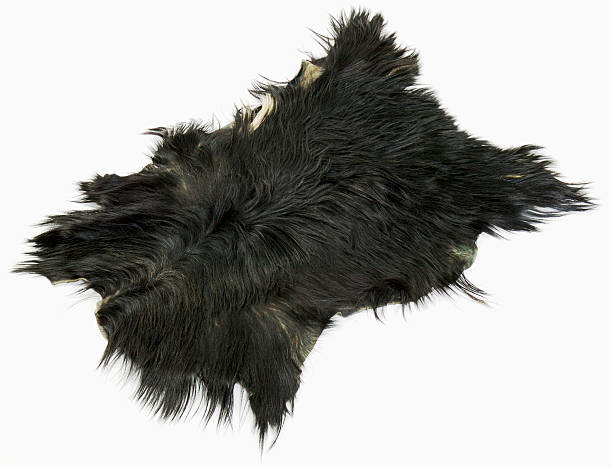 istock Goat fur, close-up 531429845