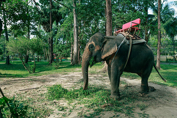 istock Elephant riding for tourists in Phuket Province, Thailand 531429879