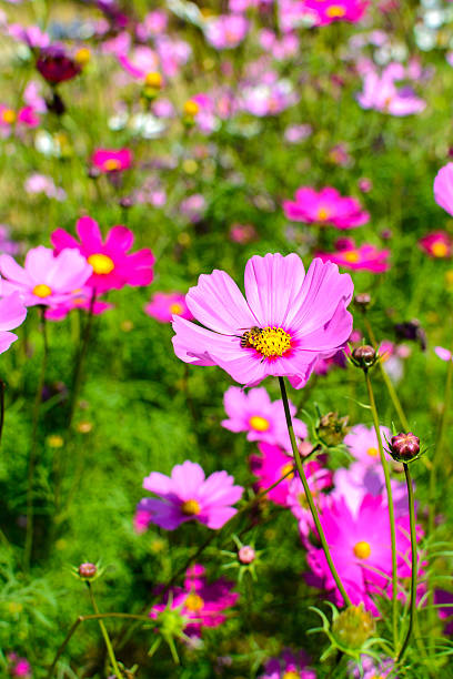 istock beautiful flowers in the garden 531430911