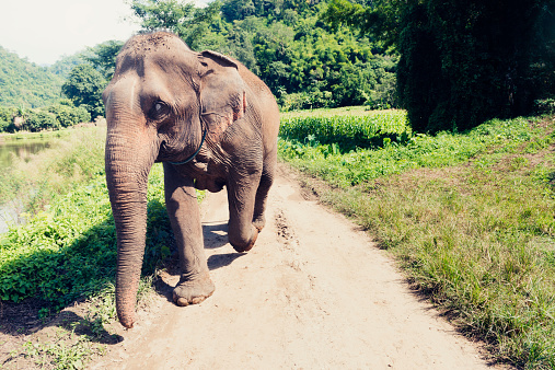 A rescued elephant walks along a pathway through the tropical forest in the national park at Chiang Mai, Thailand. Photographed with a Nikon D800 on a bright sunny day.