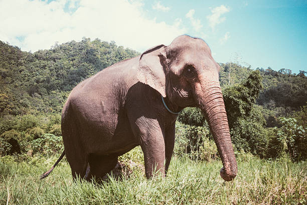 istock Thailand Chiang Mai Elephant Stands in Mountain Field 531441701