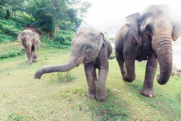 elephant bathes in water