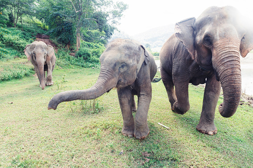 A trio of rescued elephants walk freely through the grassy area along a tropical forest in the national park at Chiang Mai, Thailand. They all walk towards the camera. In the center is a young elephant with it's trunk extended. Photographed with a Nikon D800.
