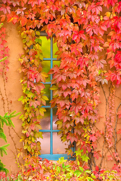 Brightly colored leaves accenting a blue frame window set within an adobe wall in Santa Fe, NM