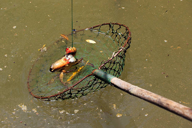 istock Crabs dangling from a fishing net 531442761