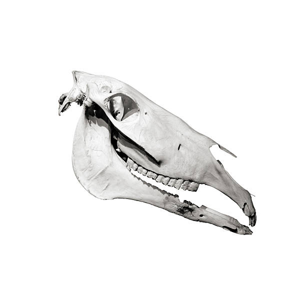 horse schädel profil, isoliert auf weiss - horse animal skeleton anatomy animal stock-fotos und bilder