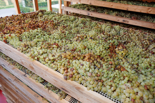 Drying Nosiola grapes for making Vino Santo, Italian dessert wine