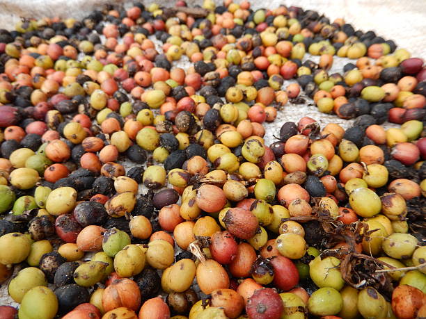 istock COLORFUL COFFEE BEANS, VINALES, CUBA 531454306