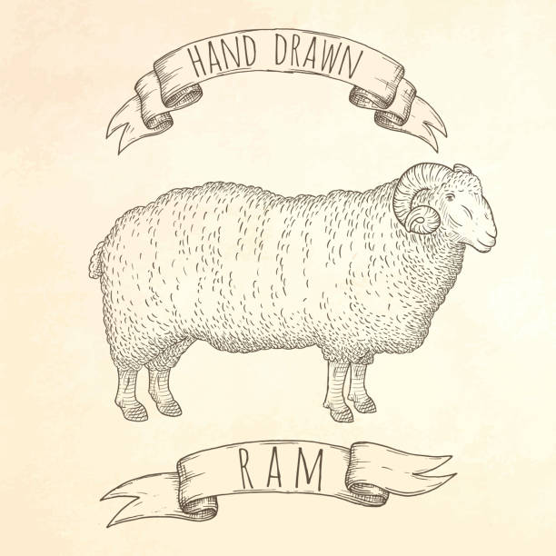 ilustrações, clipart, desenhos animados e ícones de memória ram desenhado à mão de ilustração. - sheep lamb wool animal head