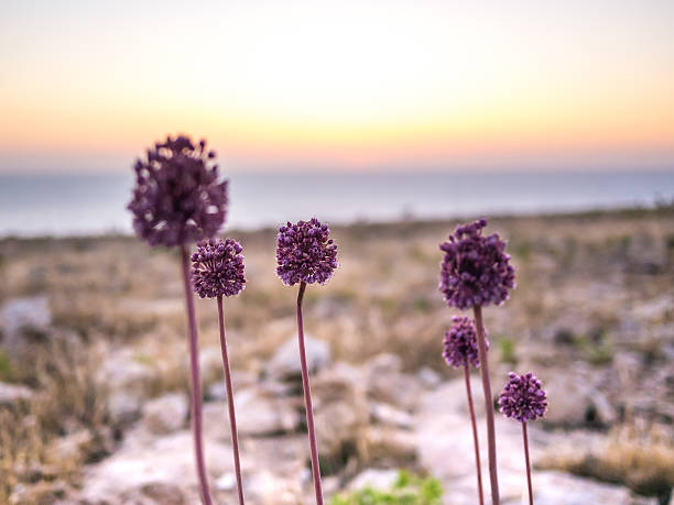 istock Flowers of the Cape 531455336