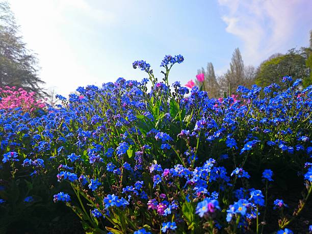 flores - myosotis sylvatica fotografías e imágenes de stock