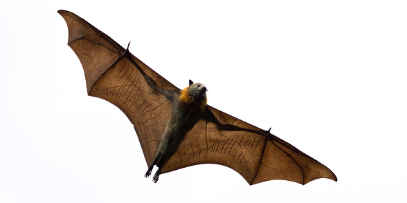 A fruit bat or grey headed flying fox shot against a cloudy sky. See the veins in its wings.