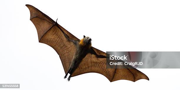 Foto de Morcego Frugívoro Isolado No Branco e mais fotos de stock de Morcego - Morcego, Figura para recortar, Fundo Branco