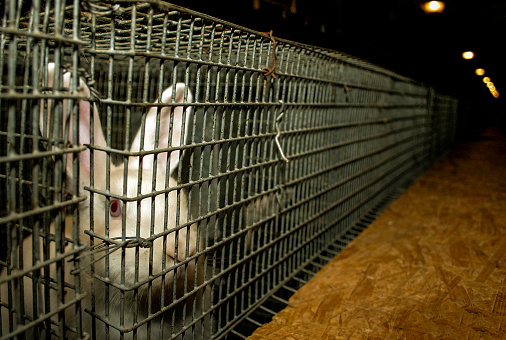 Rabbit in the animal farm