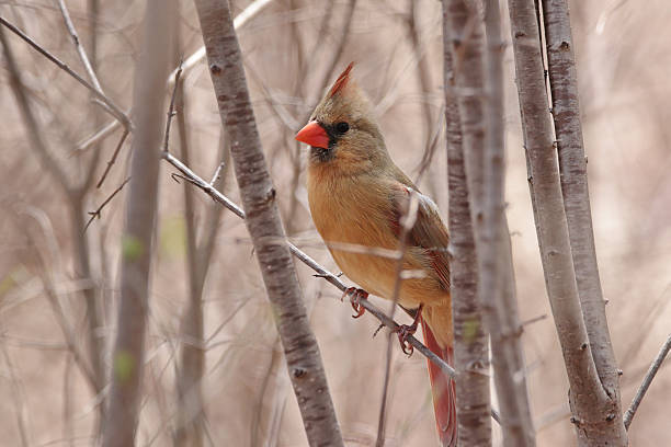 istock Female Northern Cardinal 531456024