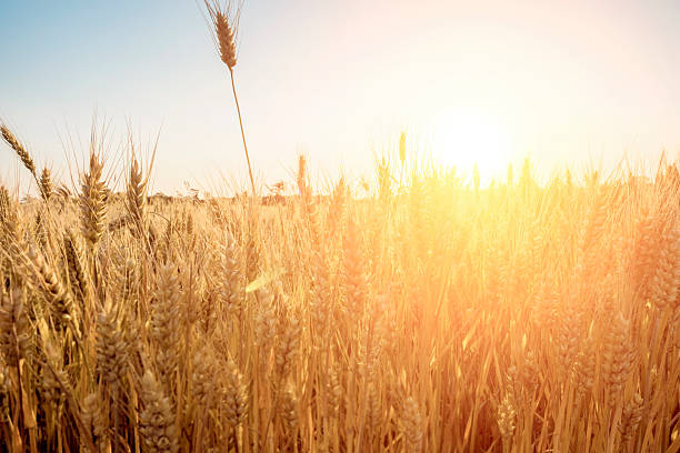 istock golden wheat field and sunny day 531456096