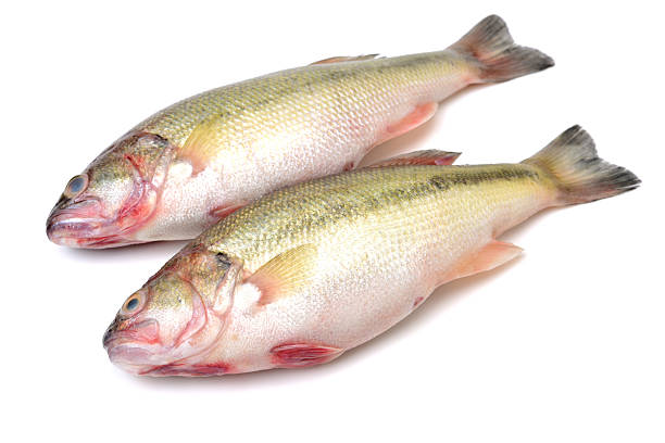 istock sea bass 531456402