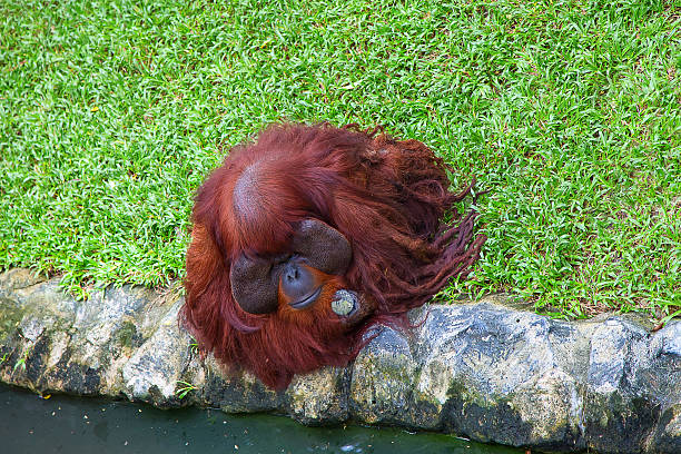 istock Big red monkey on the river Bank. 531457866