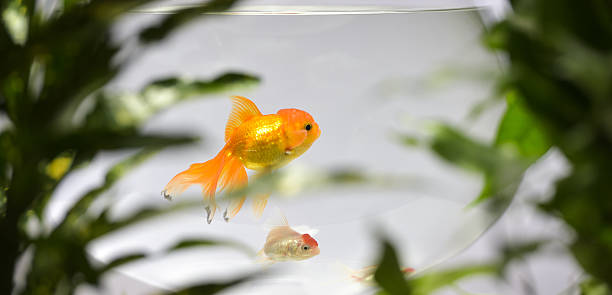 istock Goldfish in aquarium 531459248