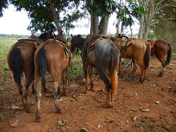 istock HORSES BY THE TREES IN VINALES, CUBA. 531459292