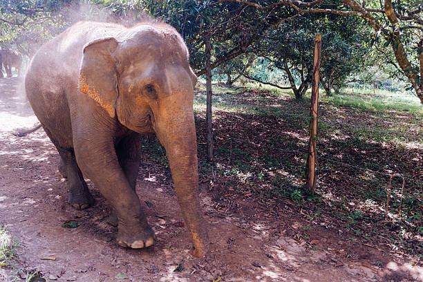 istock Elephant Walks on Path in Chiang Mai Thailand 531459827