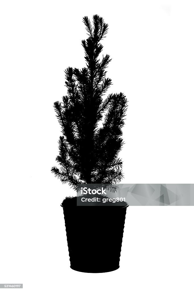 Pine Tree branch silhouette XXXL Pine Tree branch silhouette 2015 Stock Photo