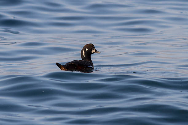 pato-arlequim é flutuante na baía avachinskaya dia de inverno - harlequin duck duck harlequin water bird imagens e fotografias de stock