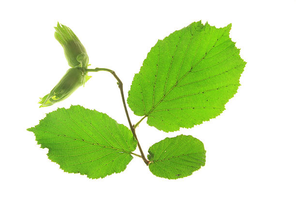 istock Little twig of the hazel tree (Corylus avellana) 531460363