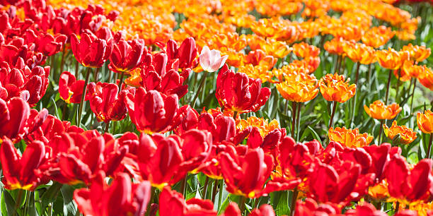 istock field full of bright red tulips 531460898