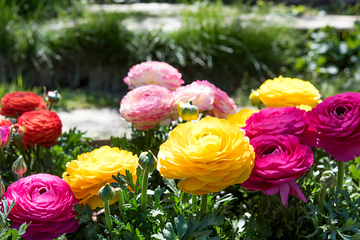 Color Roses horizontal