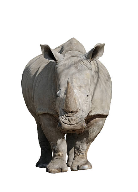 istock rhinoceros isolated on white 531462391
