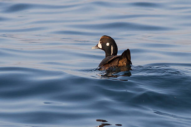 moretta arlecchino è galleggianti in baia avachinskaya - harlequin duck duck harlequin water bird foto e immagini stock